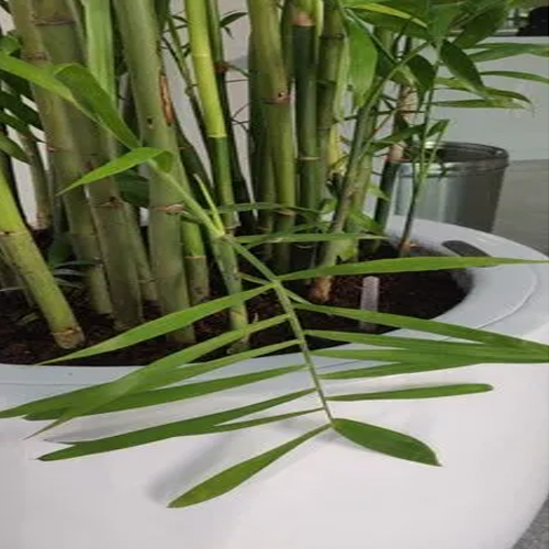 Self Watering FRP Planters