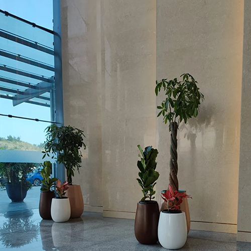 Office Indoor And Outdoor Plants On Rent