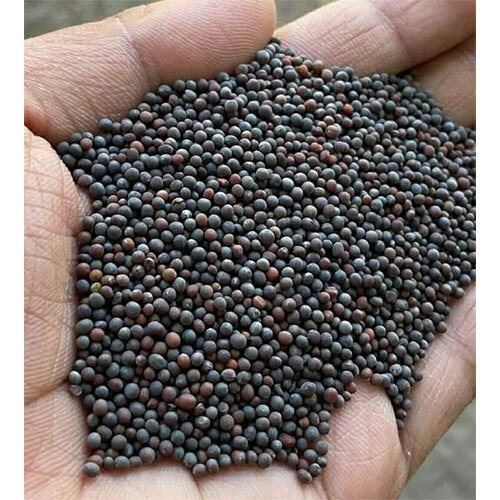 Mustard Seeds - Color: Black
