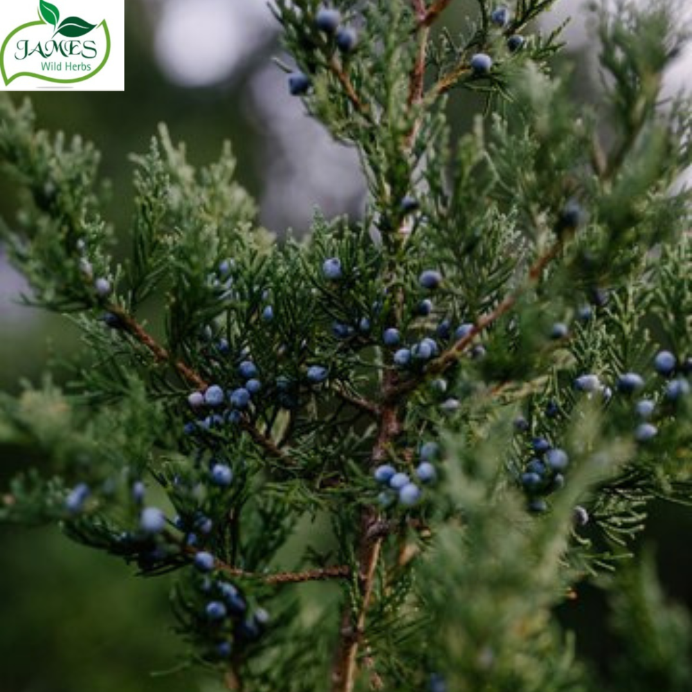 Juniperberry Fragrance - Age Group: Adults