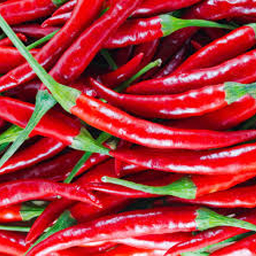 Fresh Red Chili - Grade: Food Grade