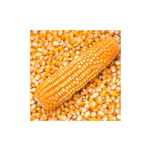 Indian Yellow Maize - Cultivation Type: Organic