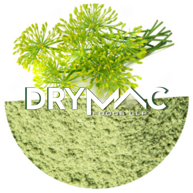 Spray Dried Green Fennel Flavor Powder - Cultivation Type: Common