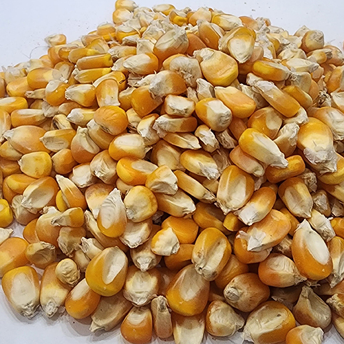 Maize (Corn) - Color: Yellow