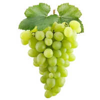 Green Grapes - Common Cultivation Type, Non-peeled, 7-15 Days Shelf Life, Fresh And Typical Taste For Snacking And Juicing