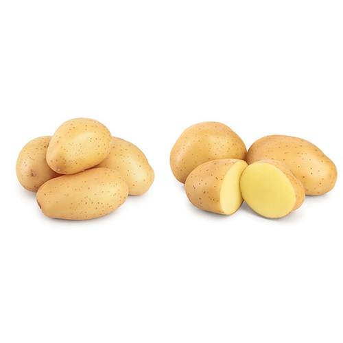 Fresh Potato