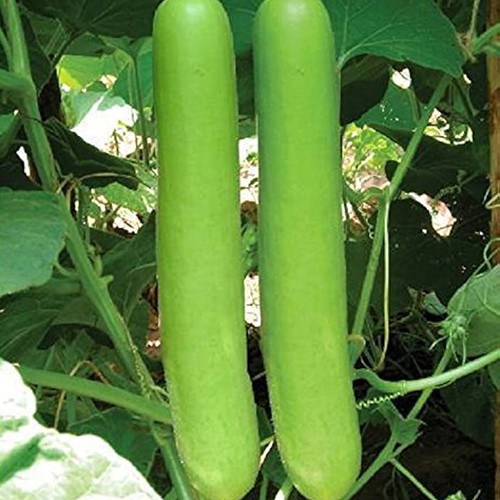 Organic Bottle Gourd