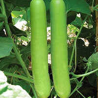 Organic Bottle Gourd