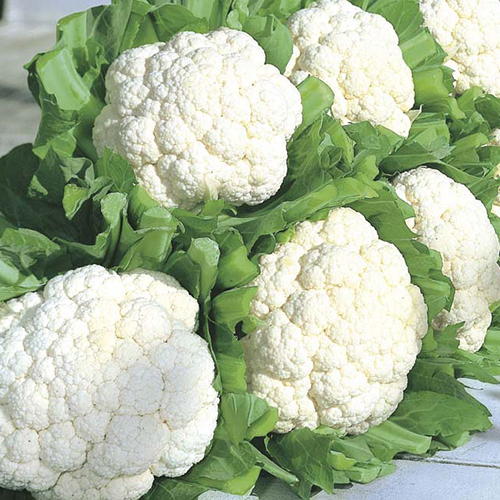 Fresh Cauliflower - Moisture (%): 5% - 10%