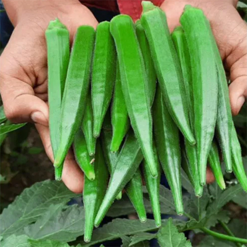 Fresh Okra