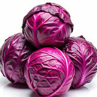 Purple Cabbage - Moisture (%): 5% - 10%
