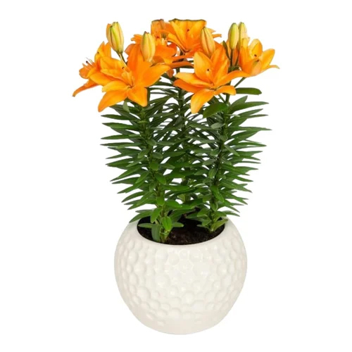 Lillium Asiatic Lily Tiny Double Dutch Flower Bulbs - Color: Yellow