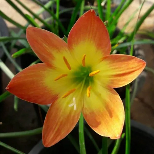 Imported Rain Lily Zephyranthes Bright Eye Thailand Variety Flower Bulbs Or Corms - Color: Red