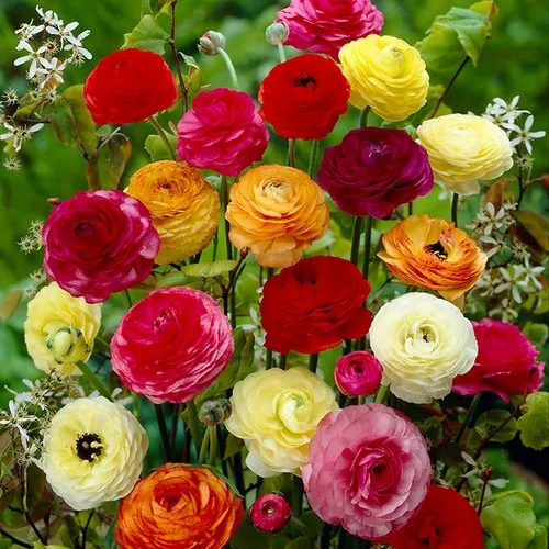 Imported Ranunculus Imported Flower Bulbs Or Corms - Color: Red