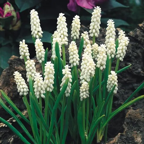 Imported Muscari Bothryoides Album (White) Flower Bulbs - Color: White