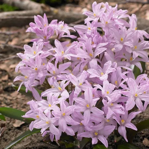 Imported Chionodoxa Rosea (Pink) Flower Bulbs - Color: Pink