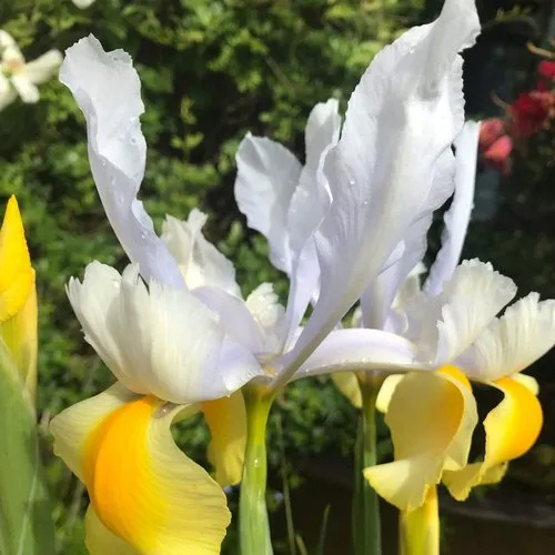 Imported Iris Apollo (white & Yellow) Flower Bulbs