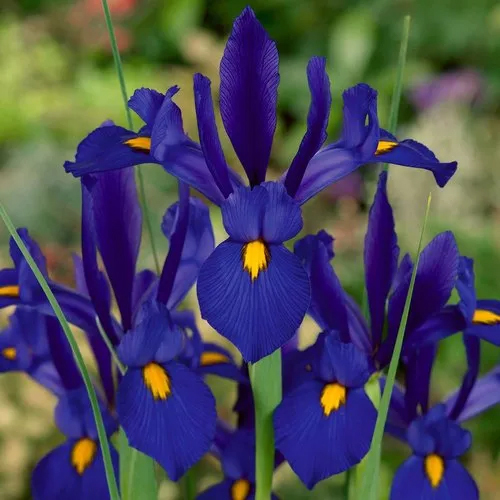 IMPORTED IRIS BLUE PEARL (BLUE) FLOWER BULBS