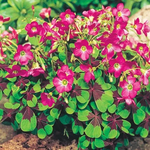 Imported Oxalis Iron Cross (Pink) Flower Bulbs - Color: Pink