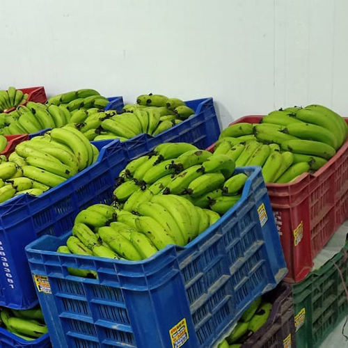 Banana Ripening Chamber - Color: As Per Requirement