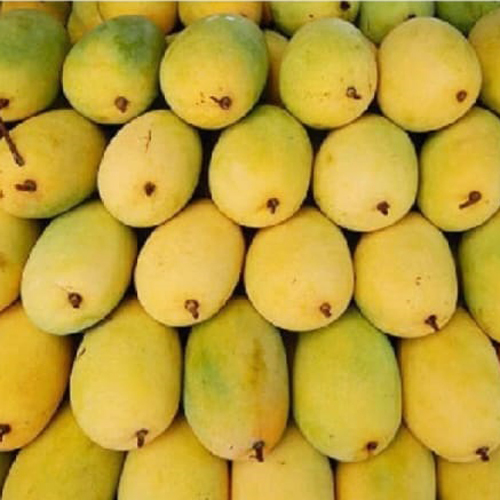 Fresh Mango - Non-peeled, Non-glutinous Fruit With 7-15 Days Shelf Life, Typical Delicious Taste | Cultivated Using Common Practices