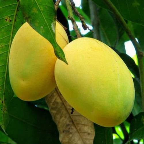 Mango Fruit