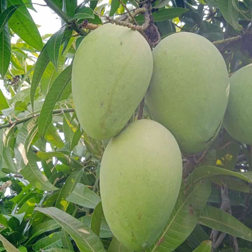Raw Mango - Color: Green
