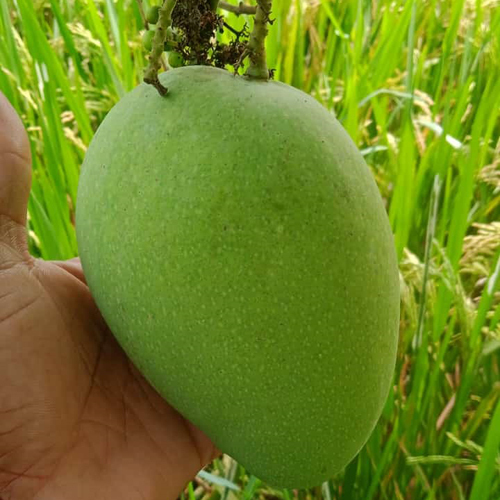 Raw Mango - Color: Green