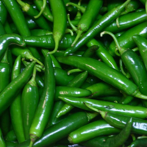 Green Chilly - Moisture Nil, Preserved in Natural Shape, Shelf Life Up to 7 Months | Ideal for Home Cooks & Professional Chefs