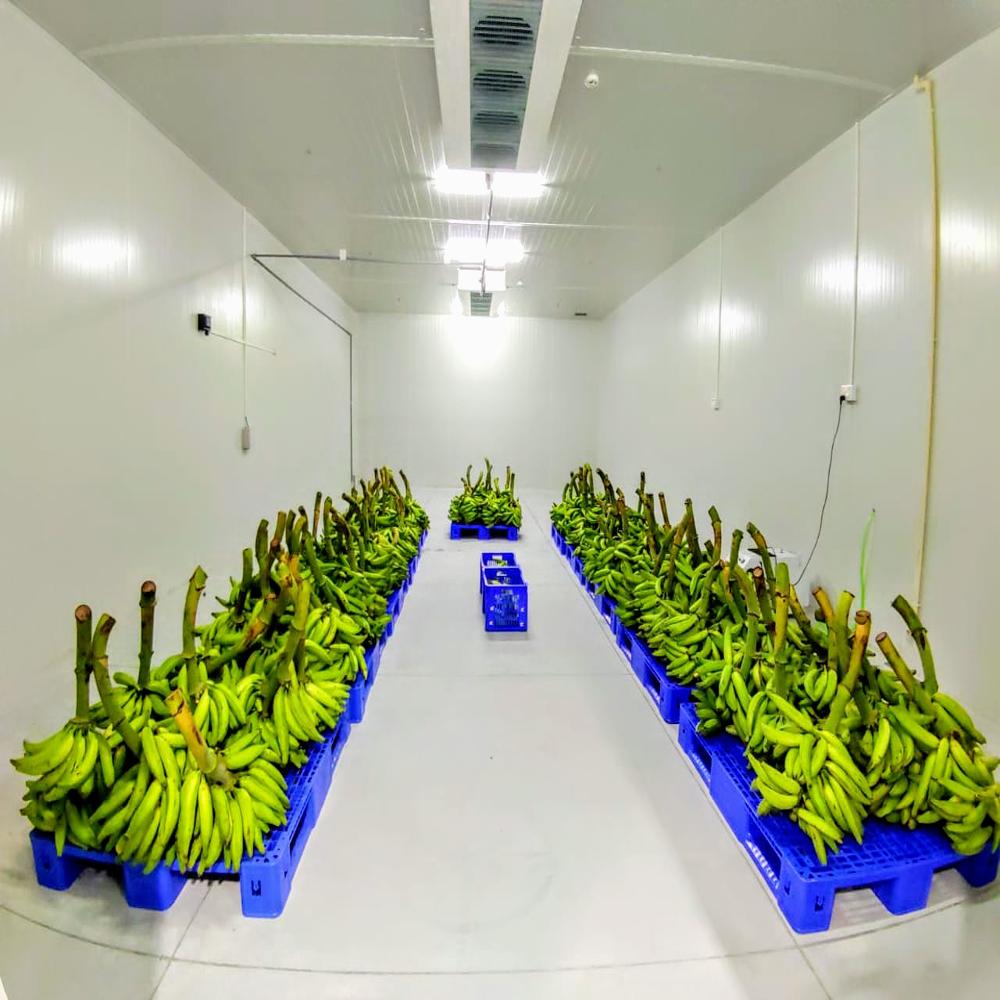 Bulk Cold Storage