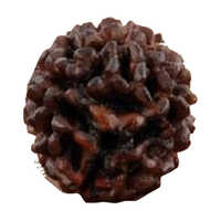 5 Mukhi Rudraksha - Occasion: Religious