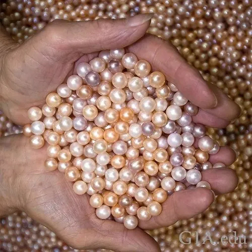 Sea Pearl - Hardness: Yes