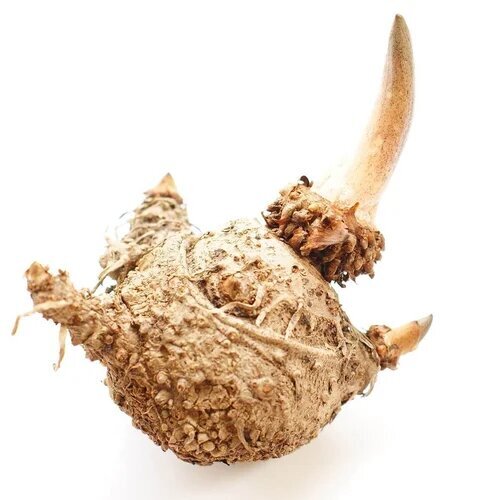Konjac extract 90% Glucomannan