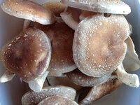 Natural Vitamin D2 from Shiitake Mushroom