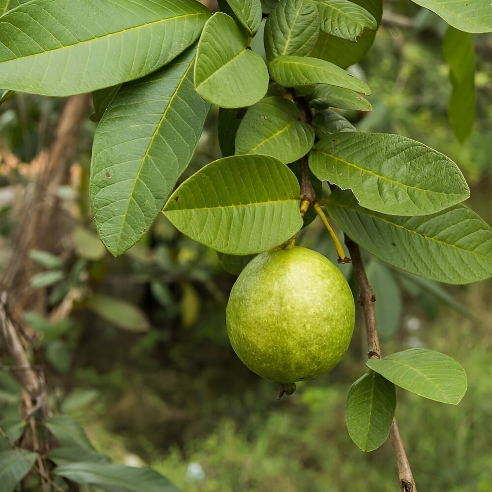 Zinc 4% from Guava