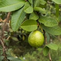 Zinc 4% From Guava - Direction: As Suggested