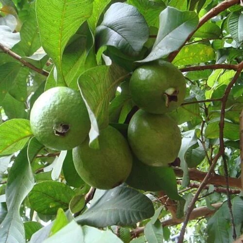 Zinc 4% From Guava - Direction: As Suggested