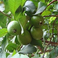 Zinc 4% from Guava