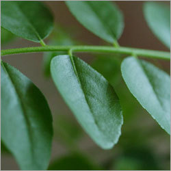 हरे करी पत्ते