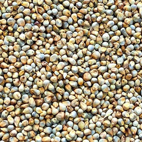 Fresh Green Pearl Millet - Cultivation Type: Organic