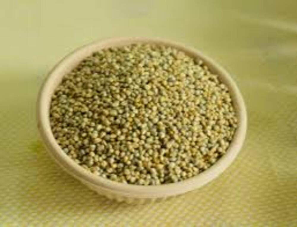 Fresh Green Pearl Millet - Cultivation Type: Organic