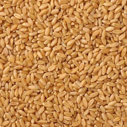 Indian Natural Wheat