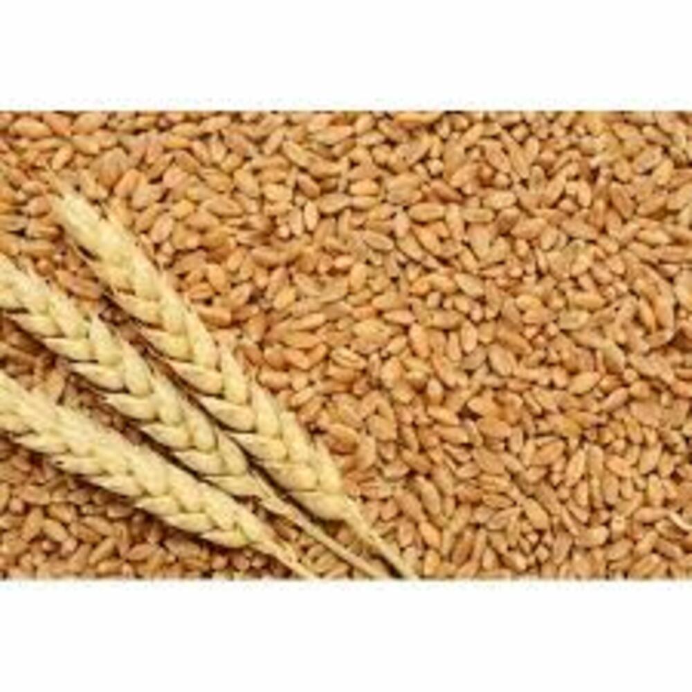 Indian Natural Wheat - Color: Yellow