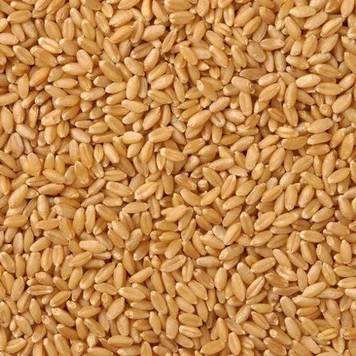 Organic Whole Wheat Grain - Color: Yellow