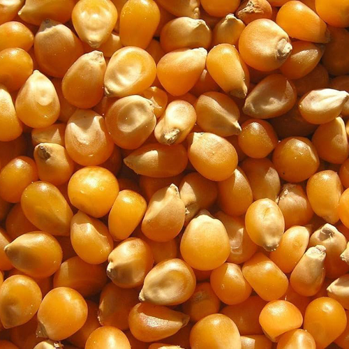 Fresh Yellow Corn - Organic Dried Corn, 100% Pure, Naturally Sun-Dried or Mechanically Dried, Natural Size