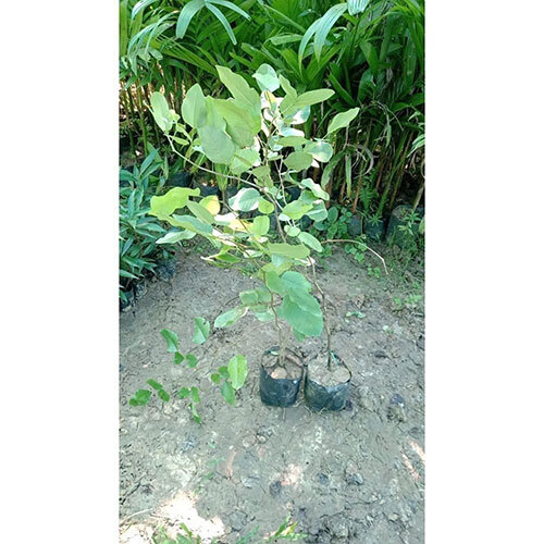 Nursery Red Sandalwood Plant