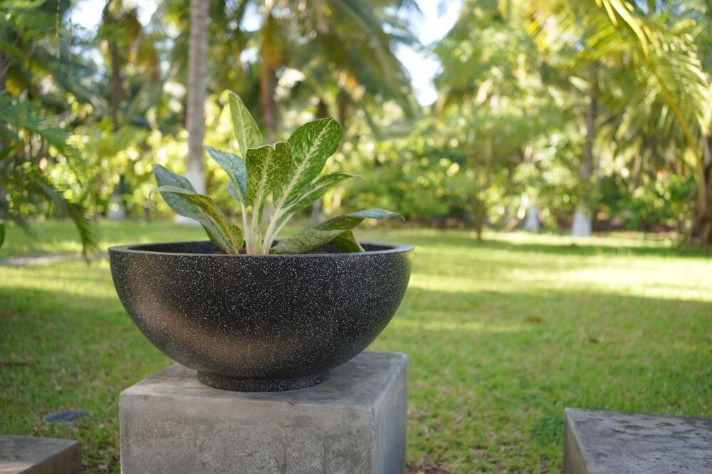 फूलों के गमले