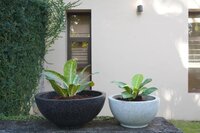 Flower Pots
