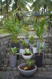 Flower Pots
