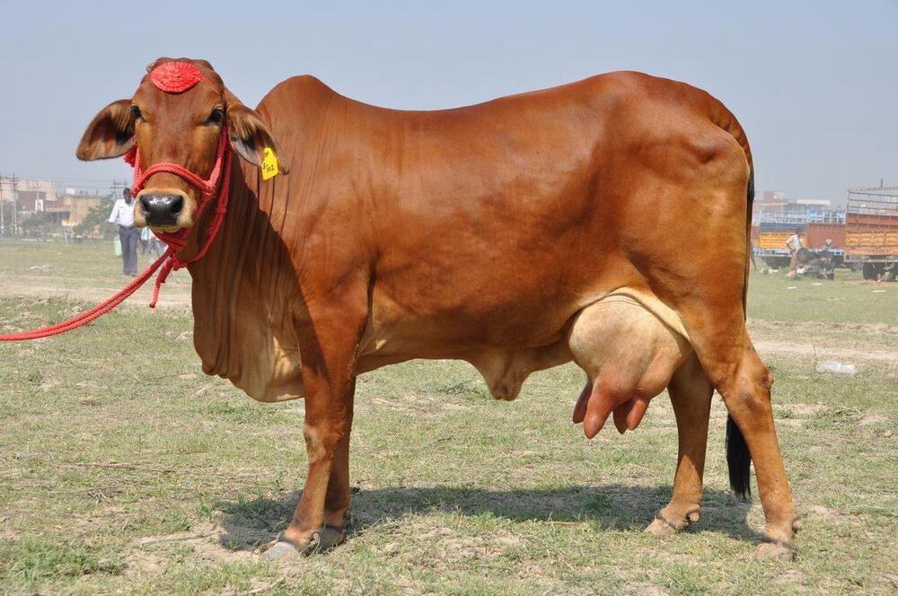 Sahiwal Cow